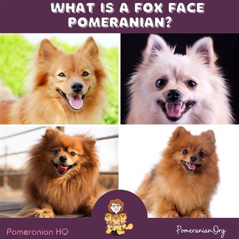 All About The Fox Face Pomeranian Dog