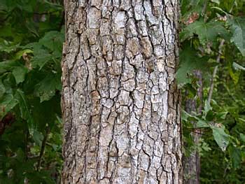 Check spelling or type a new query. Sweetgum (Liquidambar styraciflua)