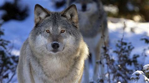 Grey Wolf Wallpapers 1920x1080 Free Download