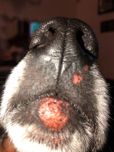 There Is A Lump On My Dogs Chin Thats Red In Color Doesnt Seem To Hurt