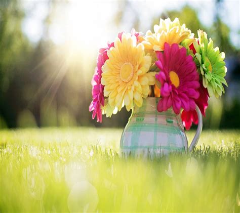 Flower Sunshine Wallpapers Top Free Flower Sunshine Backgrounds