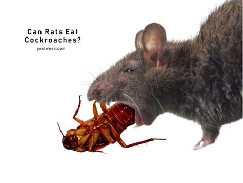 Do Rats Eat Cockroaches The Food Chain In Your Home