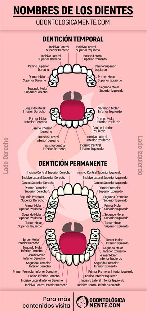 Nombres De Los Dientes Infografía Odontología Escuela De Higiene