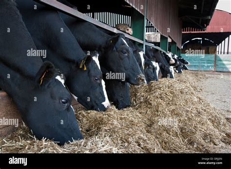 Dry Cows On A Uk Dairy Farm Eating A Tmr Total Mixed Ration Stock