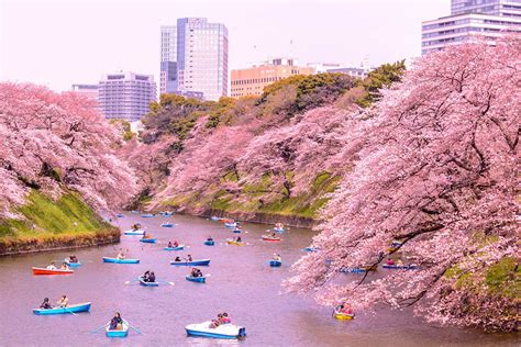 2024 Japan Cherry Blossom Shina Dorolisa