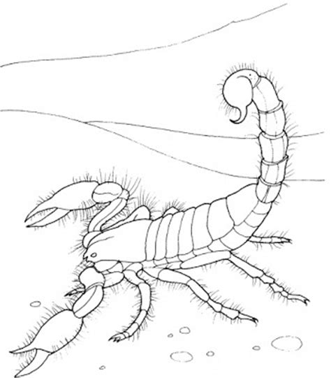 Download scorpions coloring pages and use any clip art,coloring,png graphics in your website, document or presentation. 8 Printable Scorpion Coloring Sheet