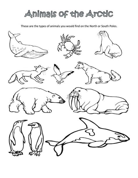 Https://tommynaija.com/coloring Page/antarctic Animals Coloring Pages