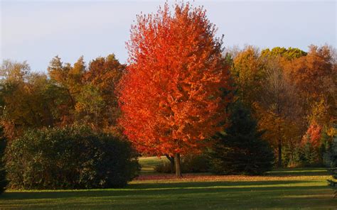 Autumn Blaze Maple Knechts Nurseries And Landscaping