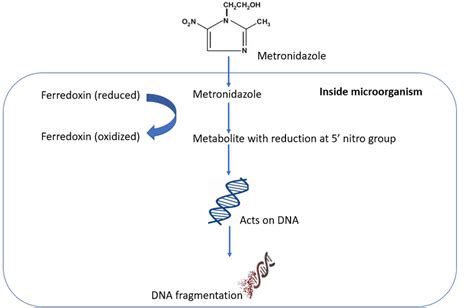 Mechanism Of Action Figure 2 Above Illustrates How Metronidazole