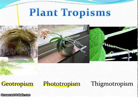 Plant Video Tropism Youtube
