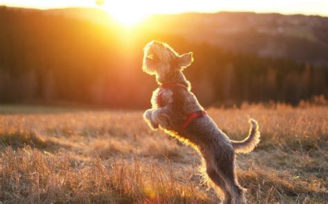 Miniature Schnauzer