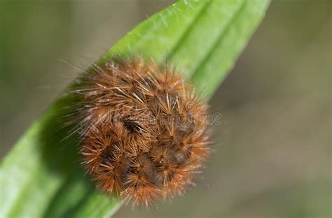 Close Up Of A Hairy Caterpillar Spilosomina Curled Up On A Green Leaf