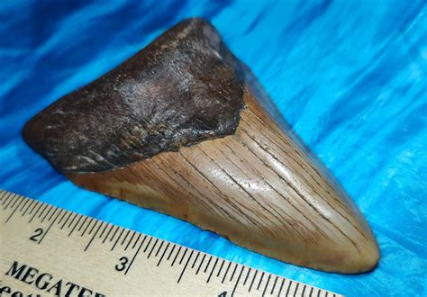 Giant High Quality Reddish Megalodon Shark Tooth · L1 428 L2 403