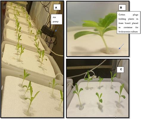 Frontiers Hydroponics And Elicitation A Combined Approach To Enhance