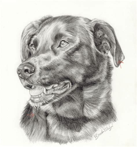 Custom Dog Portrait Labrador Retriever Dog Drawing Pet Portrait In