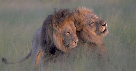 Photographer Captures Two Male Lions Mating In Botswana Huffpost