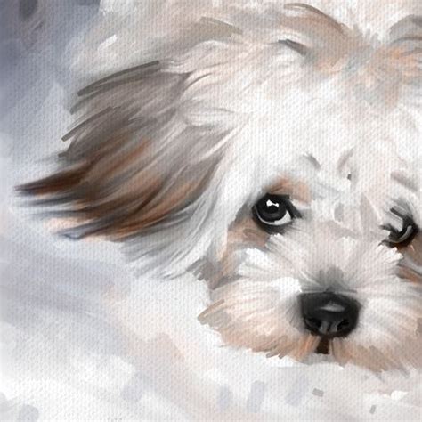 23 Simple Maltese Dog Drawing L2sanpiero