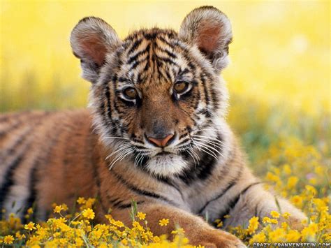 47 Cute Baby Tiger Wallpapers Wallpapersafari