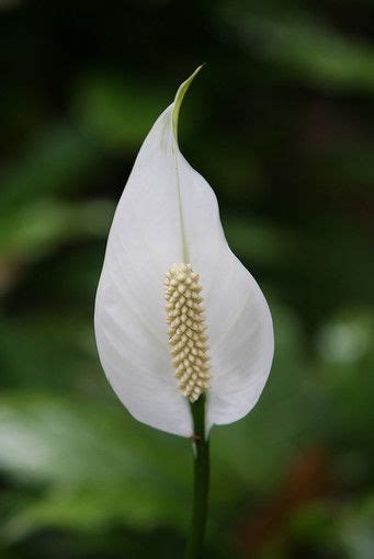 Gradually move the plant to brighter light if it is in a very dark room. Pictures: Flowers of spring at Leu Gardens | Peace lily ...