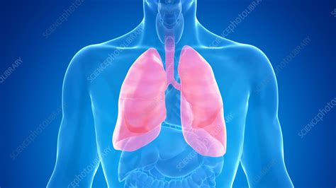 Human Lung Illustration Stock Image F0352526 Science Photo Library
