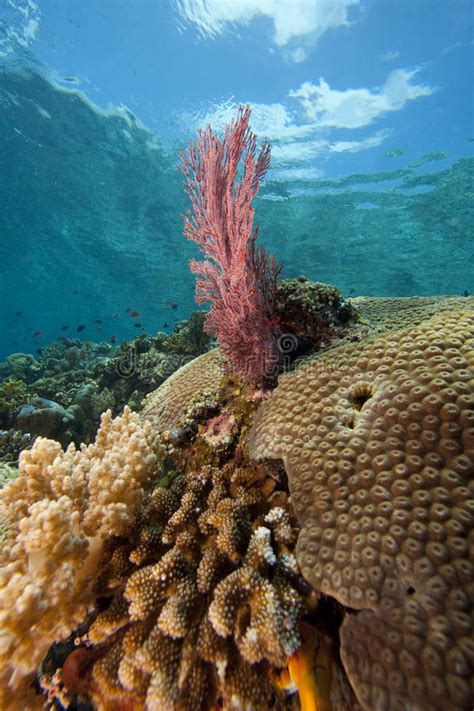 Bright Pink Sea Fan On A Tropical Coral Reef Stock Photo Image Of