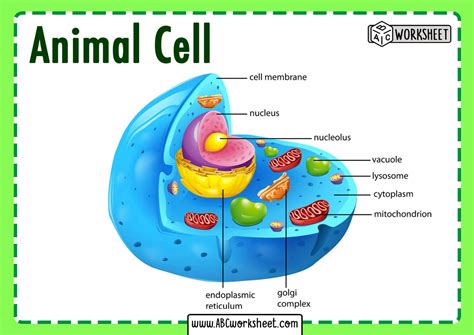 Cool Animal Cell Diagram With Chromosomes 2022 Bigmantova