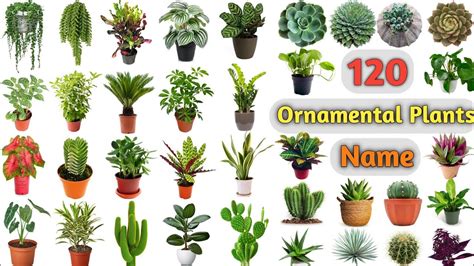 Ornamental Plants Vocabulary Ll 120 Ornamental Plants Name In English
