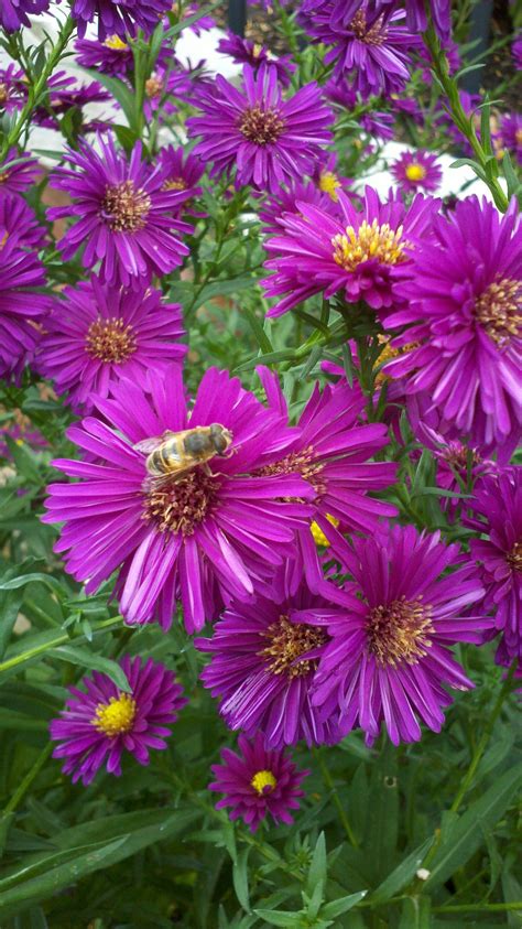 Aster -- a crossword clue for this flower was "late bloomer" but this