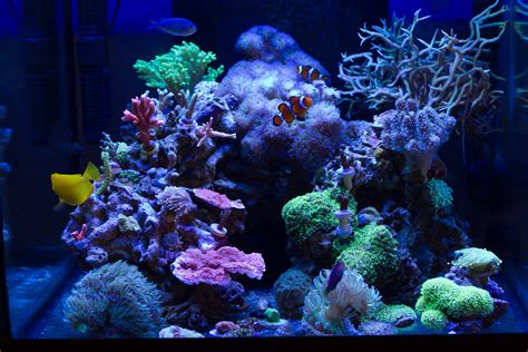 Latest Full Tank Shot Mixed Reef Tank Aquariums