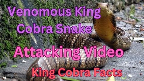 King Cobra Facts Youtube