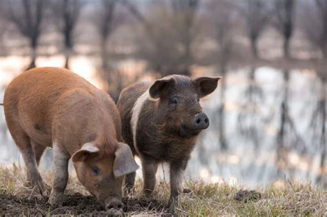 They are native to eurasia and northern africa. Mangalitsa Pig | Are They the Best Choice for Your Homestead?