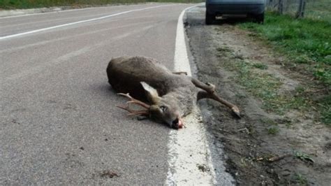 Morta la conducente enrica franchini, 48 anni, è deceduta nel reparto di rianimazione dell'ospedale maggiore. La truffa del capriolo Provincia di Parma: peli animale ...