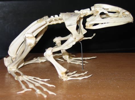 Skygecko Skeletal Metamorphosis Profile View