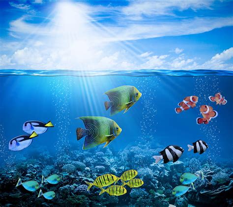 Aquatic Coral Fish Ocean Sea Water Hd Wallpaper Peakpx