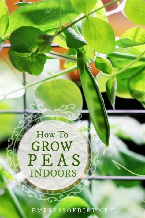 You Can Grow Vegetables Like Peas Indoors In Containers In
