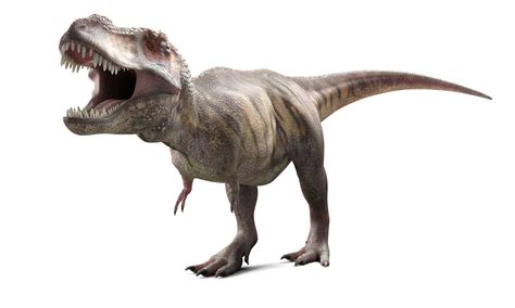 Facts About Tyrannosaurus Rex King Of The Dinosaurs