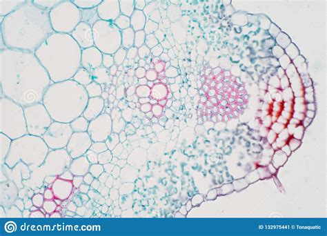 Plant Vascular Tissue Under Microscope View Stock