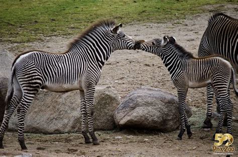 Spritely Grevys Zebra Foal Second Born At Phoenix Zoo Zooborns