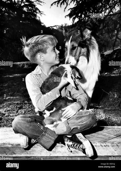 Lassie Jon Provost Lassie 1954 74 Stock Photo Alamy