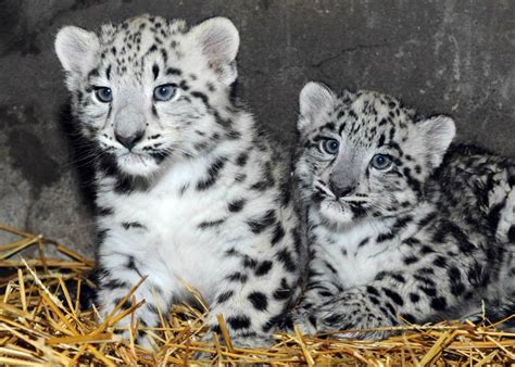 First Look At Rare Snow Leopards Born At Chicagos