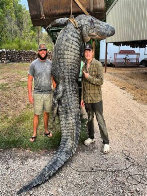 A 13 Foot Long 680 Pound Alligator Was Caught After 20 Years