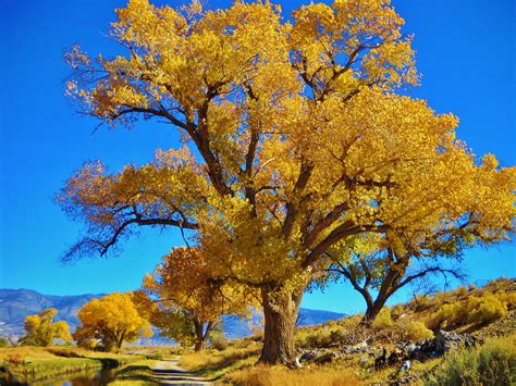 Cottonwood Tree In The Fall Landscape Photography Nature Tree