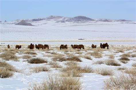 Trek Désert De Gobi Voyage Mongolie 13 Jours