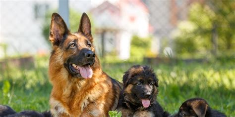 10 German Shepherd Dog Facts American Kennel Club Web Story Dogs