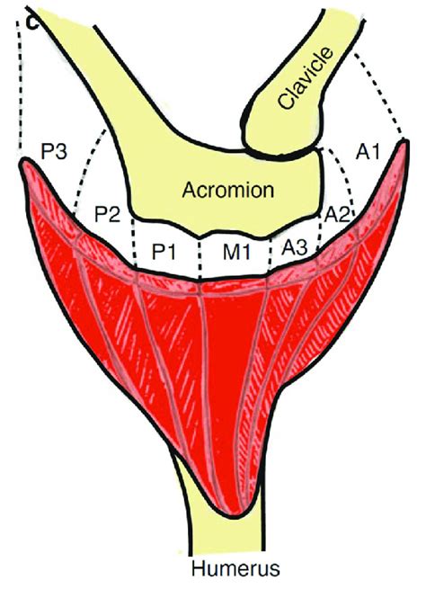 The Deltoid Muscle Can Be Divided Into Seven Segments The Anterior