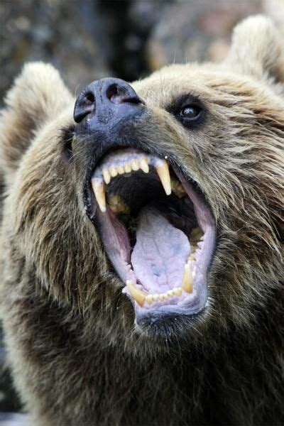 Animals with the mouth wide open (39 pics) - Izismile.com