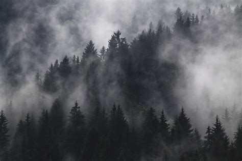 Fotos Gratis Abetos Niebla Brumoso Bosque Turbio Naturaleza