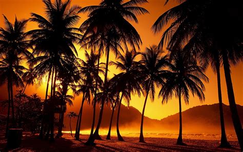 10 Best Palm Trees Wallpaper Hd Full Hd 1920×1080 For Pc Background 2020