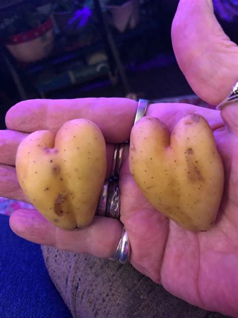 Potato Hearts Potatoes Heart