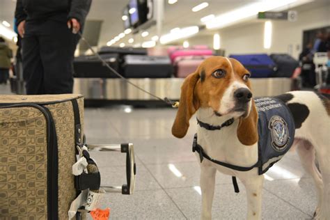 Beagle Brigade Sniffs Out Trouble In Atlanta Airport Wabe